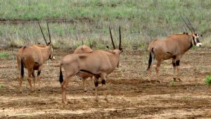tsavo-oryx