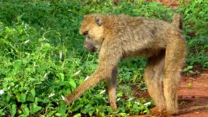tsavo-baboons
