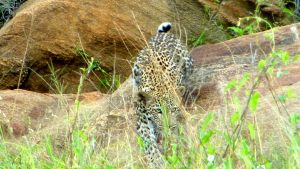 tsavo-leopard